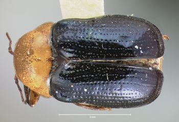 Media type: image; Entomology 9285   Aspect: habitus dorsal view